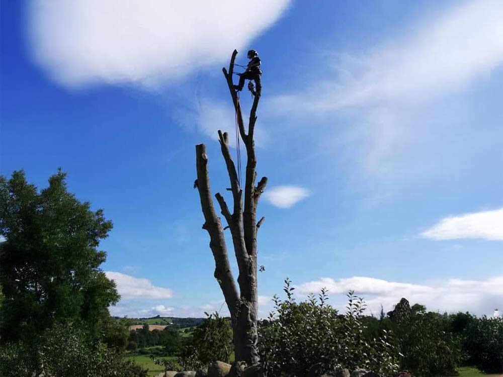 JD Tree Services